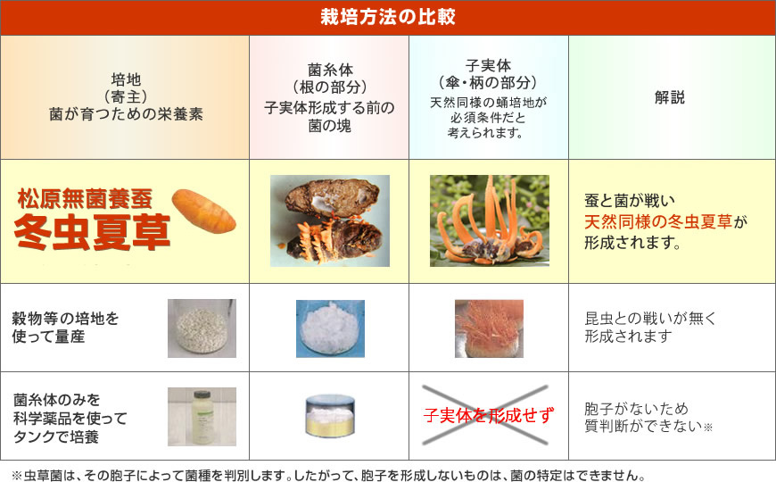 保障できる 冬虫夏草エキス顆粒レギュラー 100ｇ×3個セット 冬虫夏草菌糸体培養エキス fucoa.cl
